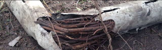 Wicked Waste tree image